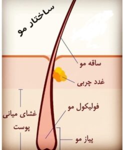 نقش پروتئین در ساختمان مو